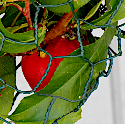 nectarine 2 40 miles.png